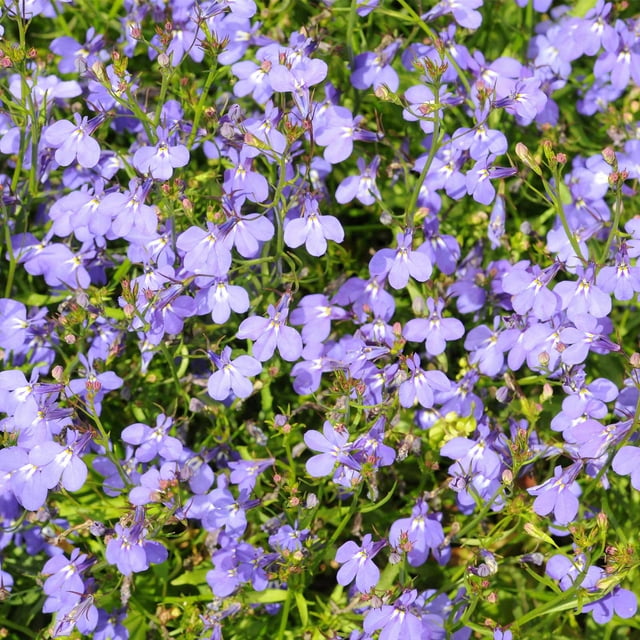 Lobelia Flower Garden Seeds - Regatta Series, Lilac - 1000 Seeds ...
