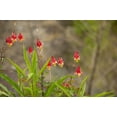 thumbnail image 3 of 100 WILD/ CANADIAN COLUMBINE Aquilegia Canadensis Flower Seeds, 3 of 6