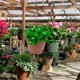 thumbnail image 1 of unbranded 2Ud Macetero De Pared Colgante Oscuro Para Plantas En Jardín Y, 1 of 8
