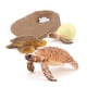 thumbnail image 5 of Tholdsy Juguete de crecimiento de animales de simulación, juguetes artificiales de reconocimiento educativo, figuras en miniatura para padres Marrón Tipo 2 2piezas, 5 of 6