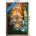 thumbnail image 2 of Tigre - Eau, 2 of 4