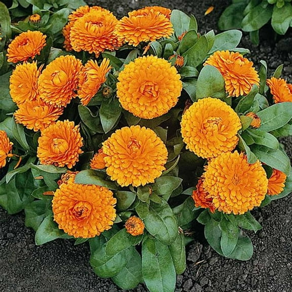 Calendula Flower Seeds - Bon Bon Series - Orange - 1000 Seeds - Annual Flower Garden Seed