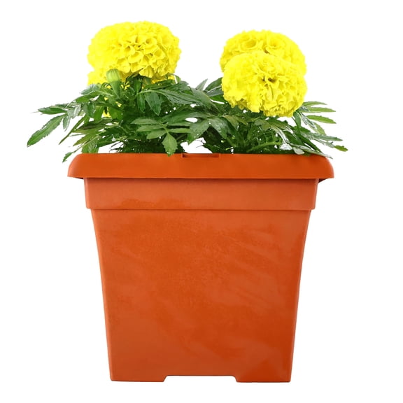 Expert Gardener 14" Yellow Marigold Hybrid Live Plants in 7" Decorative Pot Full Sun