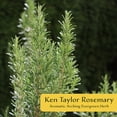 thumbnail image 2 of 2 Ken Taylor Rosemary in 3.5" Nursery Cubes | Rosmarinus officinalis ‘Ken Taylor’ | Fragrant Evergreen Herb for Cooking, Gardens & Containers | Ready-to-Plant Live Plants, 2 of 7