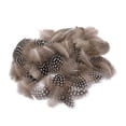thumbnail image 1 of 50pcs Lots Dyed Guinea Hen Feather Chicken Feathers Craft, 1 of 7
