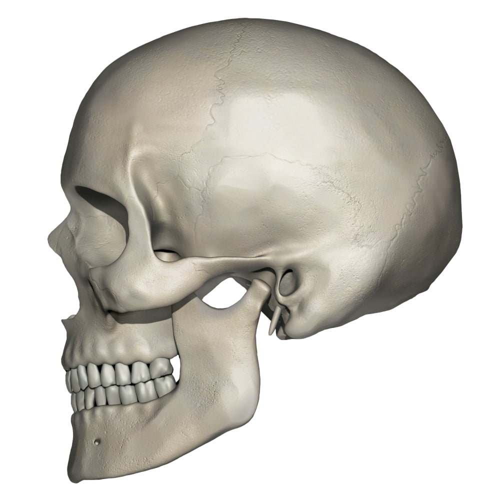 Lateral View Of Human Skull Anatomy Poster Print By Photon Illustration