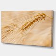 thumbnail image 2 of Cereal Plants Barley - Floral Canvas Art Print, 2 of 3