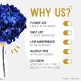 thumbnail image 3 of Jumbo Preserved Colombian Hydrangeas (Real Flower) (Royal Blue) Royal Blue-, 3 of 8