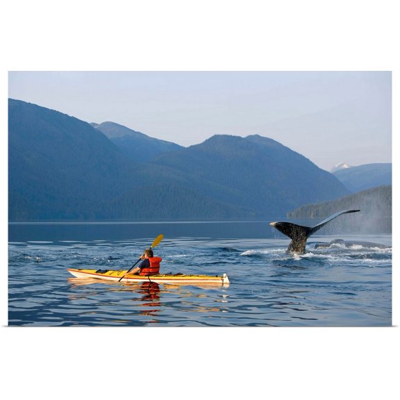 Great BIG Canvas | Rolled John Hyde Poster Print entitled Man Sea Kayaking Near Swimming Pod Of Humpback Whales, Southeast Alaska