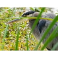 thumbnail image 2 of Wild, Jamie and Judy 24x19 White Modern Wood Framed Museum Art Print Titled - WA-Juanita Bay Wetland-Great Blue Heron (Ardea herodias), 2 of 4
