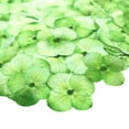 thumbnail image 4 of Flmtop 12Pcs Pressed Dried Flower Plant Specimen Epoxy Resin Phone Decor DIY Accessory, 4 of 11