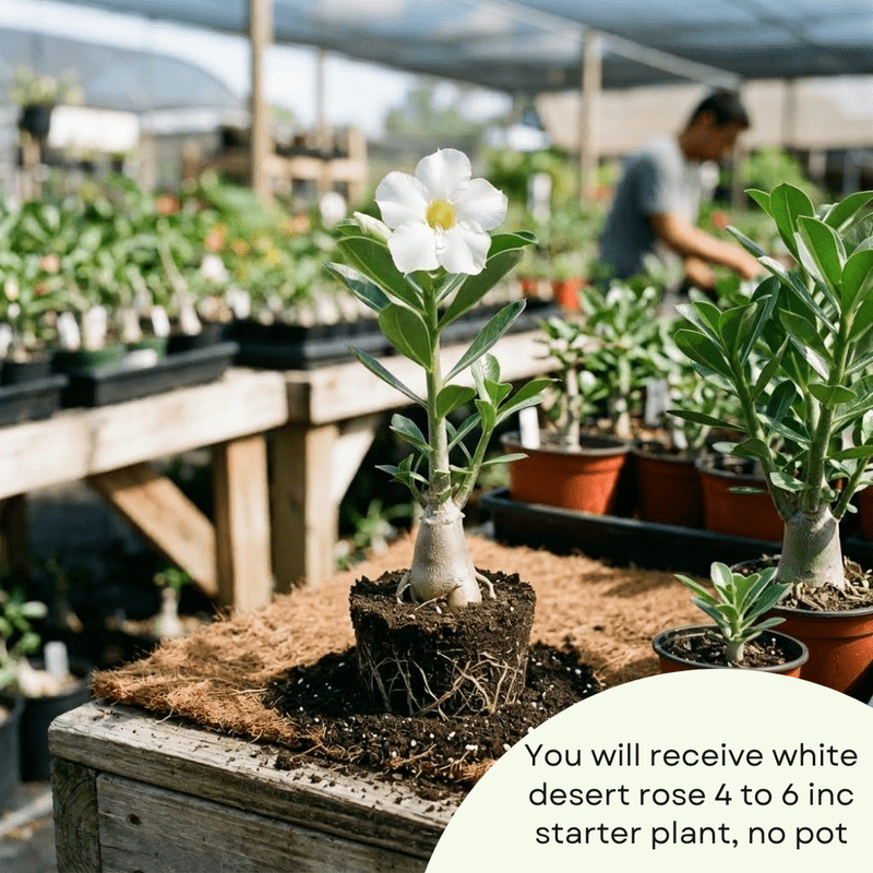 White Desert Rose Plant Live, Adenium Obesum Desert Rose, 4-8 Inc Tall, Perennia and Hardy Succulent for Indoor and Outdoor Planting