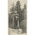 thumbnail image 2 of Ernest Haskell 10x14 Black Ornate Wood Framed Double Matted Museum Art Print Titled: Baby Sequoia (1915), 2 of 5