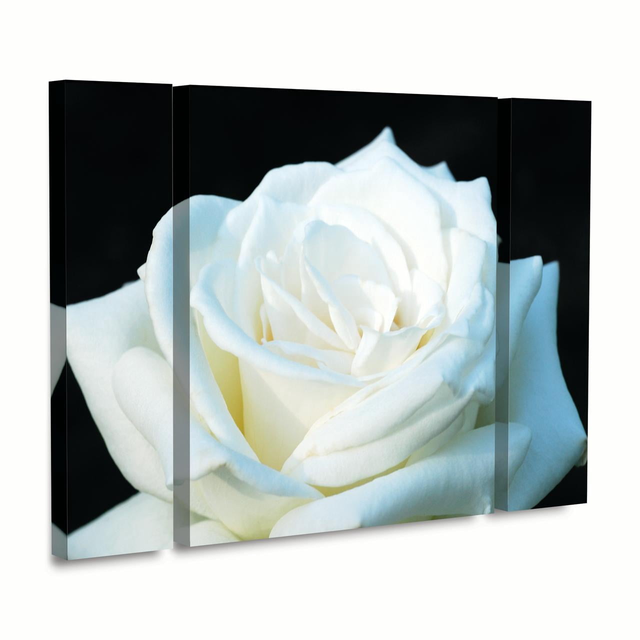 Trademark Fine Art 'White Rose II' Canvas Art by Kurt Shaffer