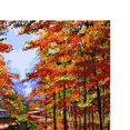 thumbnail image 4 of Pintura de bricoje sin marco por números para adultos Kits de pintura para niños por números Dibujo con pinceles Pintura adecuada los niv Paisaje de otoño Soledad Cuadro de pintura al óleo, 4 of 6
