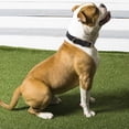 thumbnail image 2 of Elegante collar de cuero negro para perros con hebilla de metal bronceado para mascotas pequeñas y medianas, M, 2 of 8