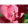 thumbnail image 2 of Crane, Rita 32x23 Black Ornate Wood Framed with Double Matting Museum Art Print Titled - Pink Hydrangeas I, 2 of 4