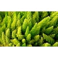 thumbnail image 3 of 10 * Seeds EMERALD ASPARAGUS FERN A. Densiflorus Mazeppa Houseplant Flower Seeds, 3 of 11