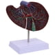 thumbnail image 5 of Modelo anatómico de hígado Modelo de hígado para enseñanza médica Modelo de exhibición con base, 5 of 6