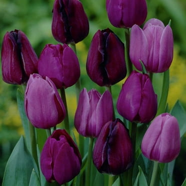 Van Zyverden Tulips Non-Stop Purple Blend Set of 25 Bulbs Purple Partial Sun Perennial Flowers For Cutting 2 lbs