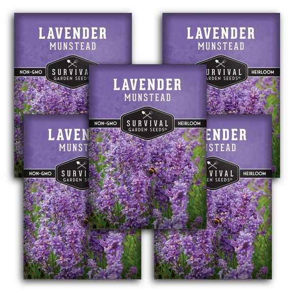 5 Packs Munstead Lavender Seeds - Lavandula Angustifolia - Non-GMO Heirloom Perennial Full Sun Herb