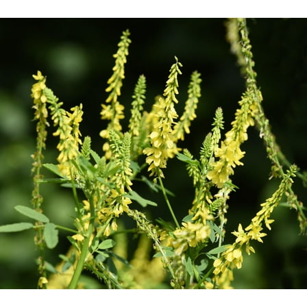 Yellow Sweet Clover Seeds for Planting (3 Pounds)