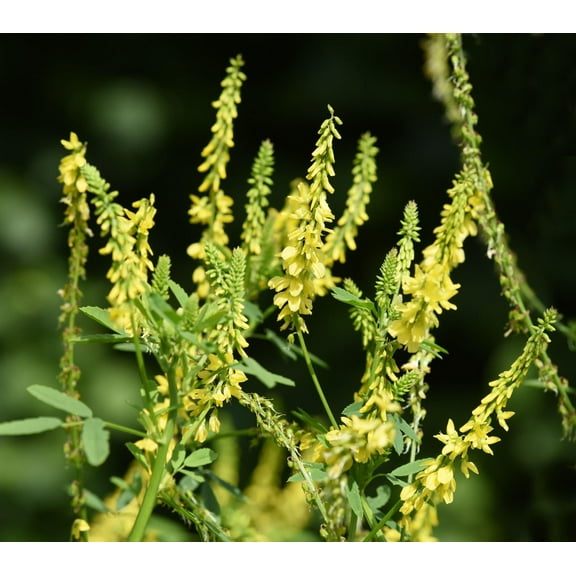 Yellow Sweet Clover Seeds for Planting (10 Pounds)