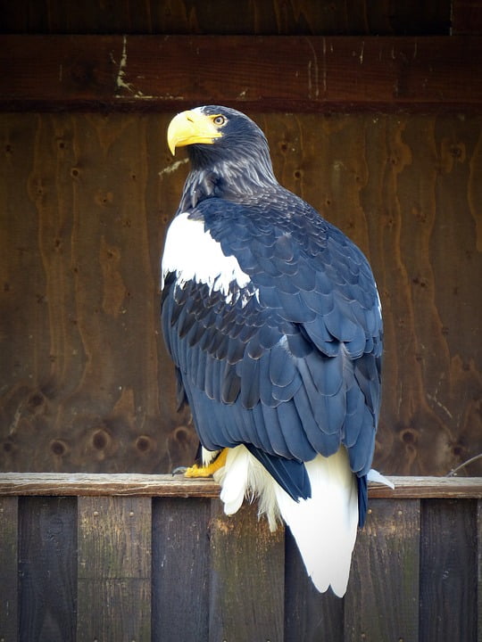 Adler Bird Raptor Bird Of Prey Nature 