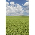 thumbnail image 2 of Paulson, Don 23x32 White Modern Wood Framed Museum Art Print Titled - Washington, Palouse Hills Field of spring peas, 2 of 4