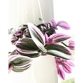thumbnail image 3 of Tradescantia Nanouk Wandering Jew - Live Plant in a 4 Inch Pot - Tradescantia Albiflora 'Nanouk' - Rare and Elegant Indoor Houseplant - Florist Quality, 3 of 5