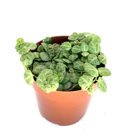 String of Turtles Live Plants 4 in Pot