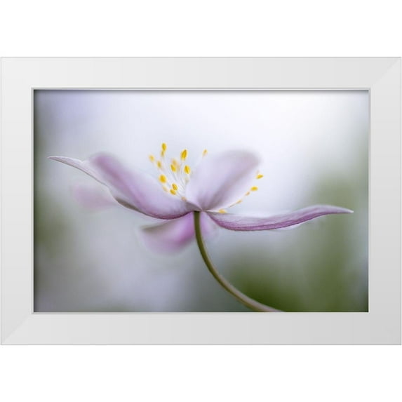 Disher, Mandy 32x23 White Modern Wood Framed Museum Art Print Titled - Nemorosa