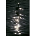 thumbnail image 2 of Morris, Arthur 22x32 White Modern Wood Framed Museum Art Print Titled - FL, Placido Great blue heron wades in water, 2 of 4