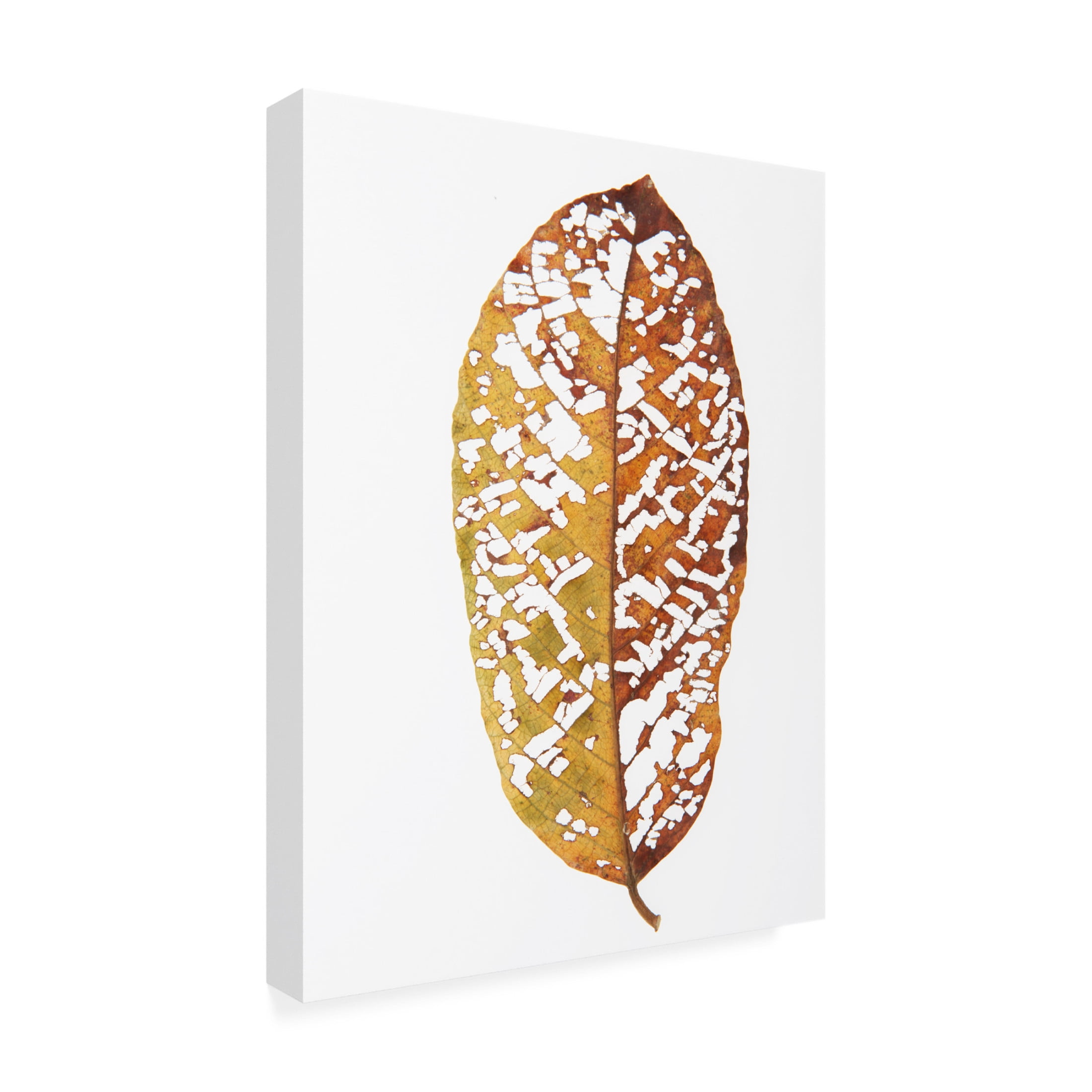 Trademark Fine Art Shot by Clint Rainforst Leaf 02 Canvas Wall Art