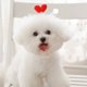 thumbnail image 4 of Hukapapa Linda pinza para el cabello para perros Pinza para el cabello para gatos y mascotas Clipstyle3 estereoscópico de punto, 4 of 5