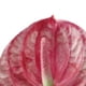 thumbnail image 3 of 3 Flores de Anturio Artificiales de 22.8 Pulgadas para DecoracióN del Hogar, Ramo y Hojas y DecoracióN de Boda Nupcial (Rosa), 3 of 5