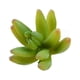 thumbnail image 1 of Plantas artificiales Naiovety 10 piezas suculentas falsas Tipo 36, 1 of 6