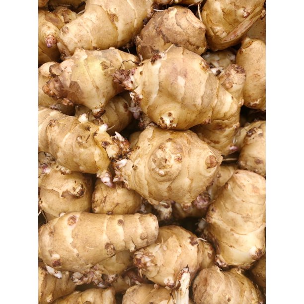 10 Tubers Jerusalem Artichoke Individual Tubers For Planting AKA
