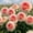 A, variant on Peony, Low Maintenance - Easy Grow - Ideal for Beds Borders, Plant Pots & Planters