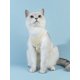 thumbnail image 5 of PETSIN 1pc Cartoon Bear Print Pet Tank For Dog And Cat For Summer, 5 of 5