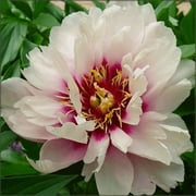 Cora Louise Itoh Peony: 3-5 Eye Bareroot-- Great for Fall or Spring Planting!