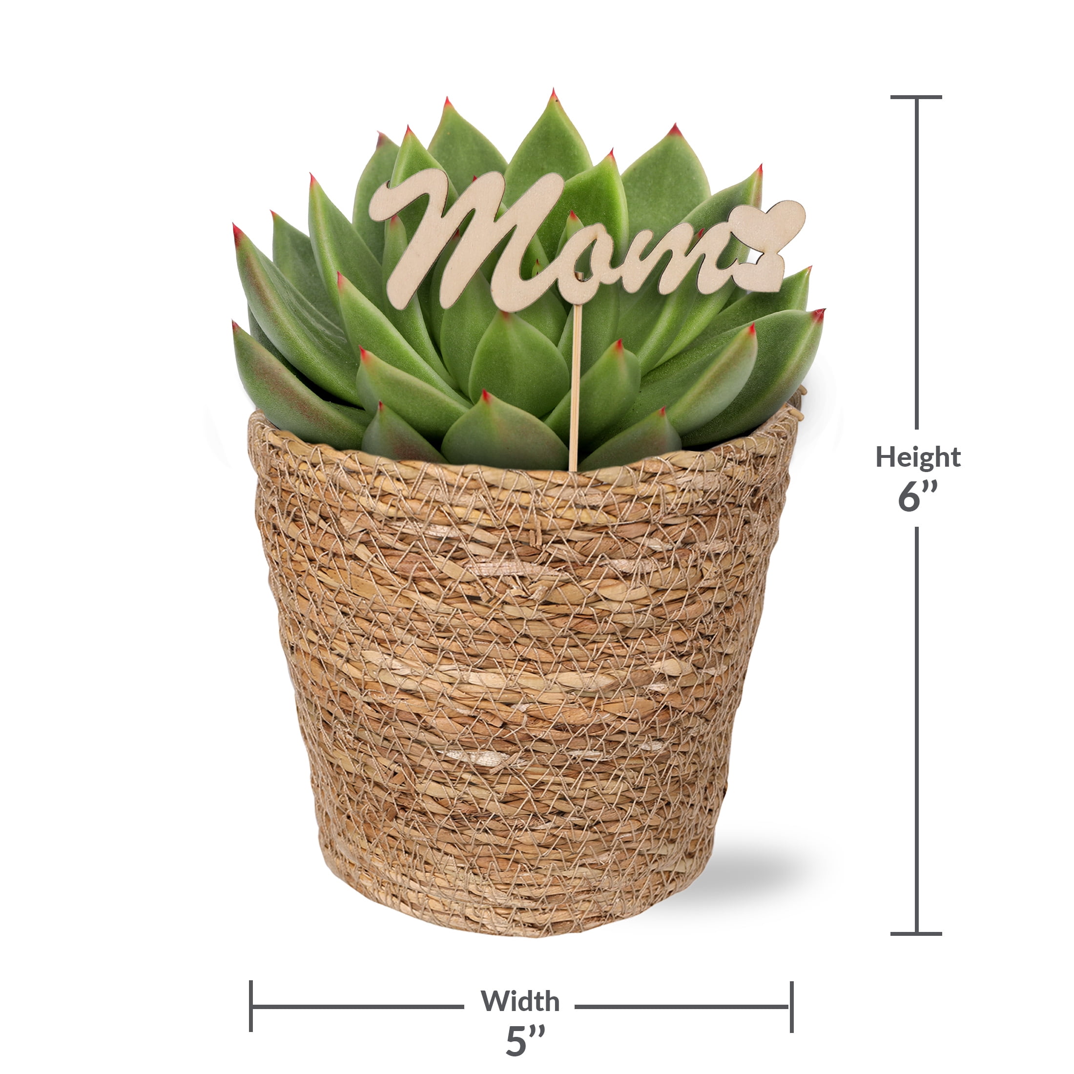 Live 5in Echeveria in Seagrass Pot with 'Mom' Pick - Perfect Gift