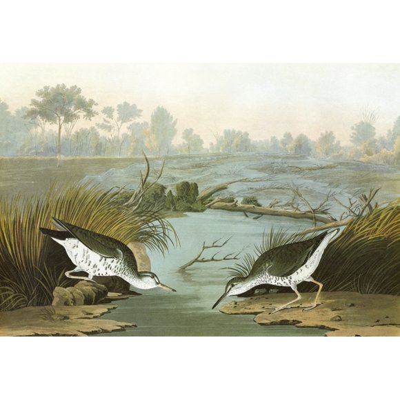 Audubon: Sandpiper. /Nspotted Sandpiper (Actitis Macularius). Engraving After John James Audubon For His 'Birds Of America,' 1827-38. Poster Print by  (24 x 36)