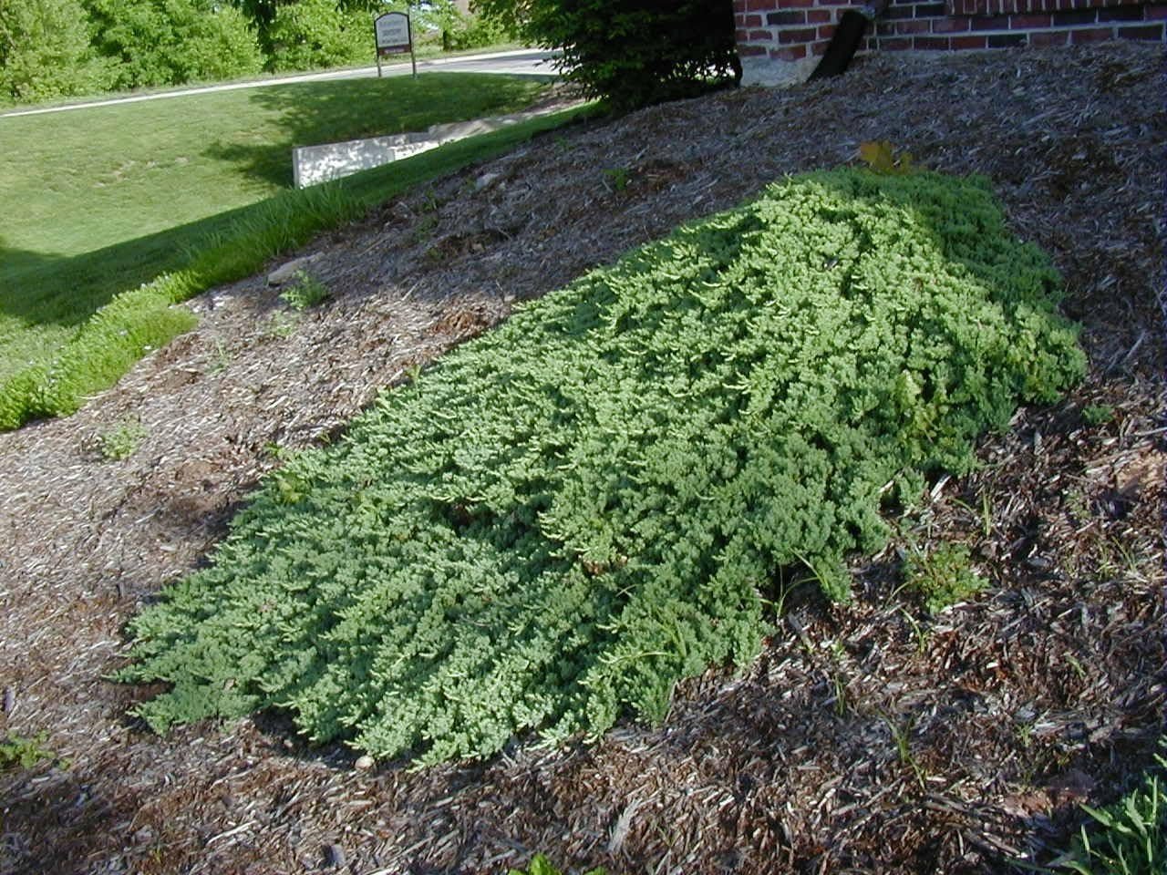 Juniper Procumbens Nana - 30 Live Plants - Drought Tolerant Cold Hardy Evergreen Ground Cover