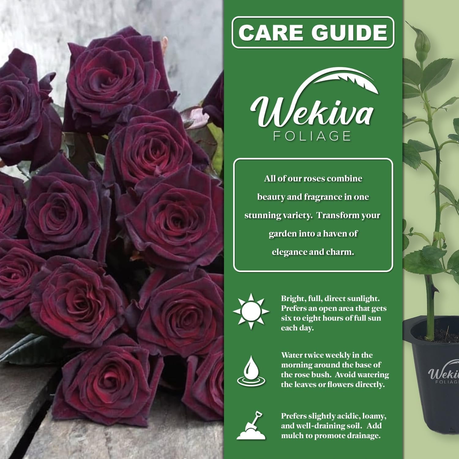 Baccara Rose Bush - Live Starter Plant in a 2 Inch Pot - Beautifully Fragrant Heirloom Rose from Florida - A Versatile Beauty with a Rich Fragrance