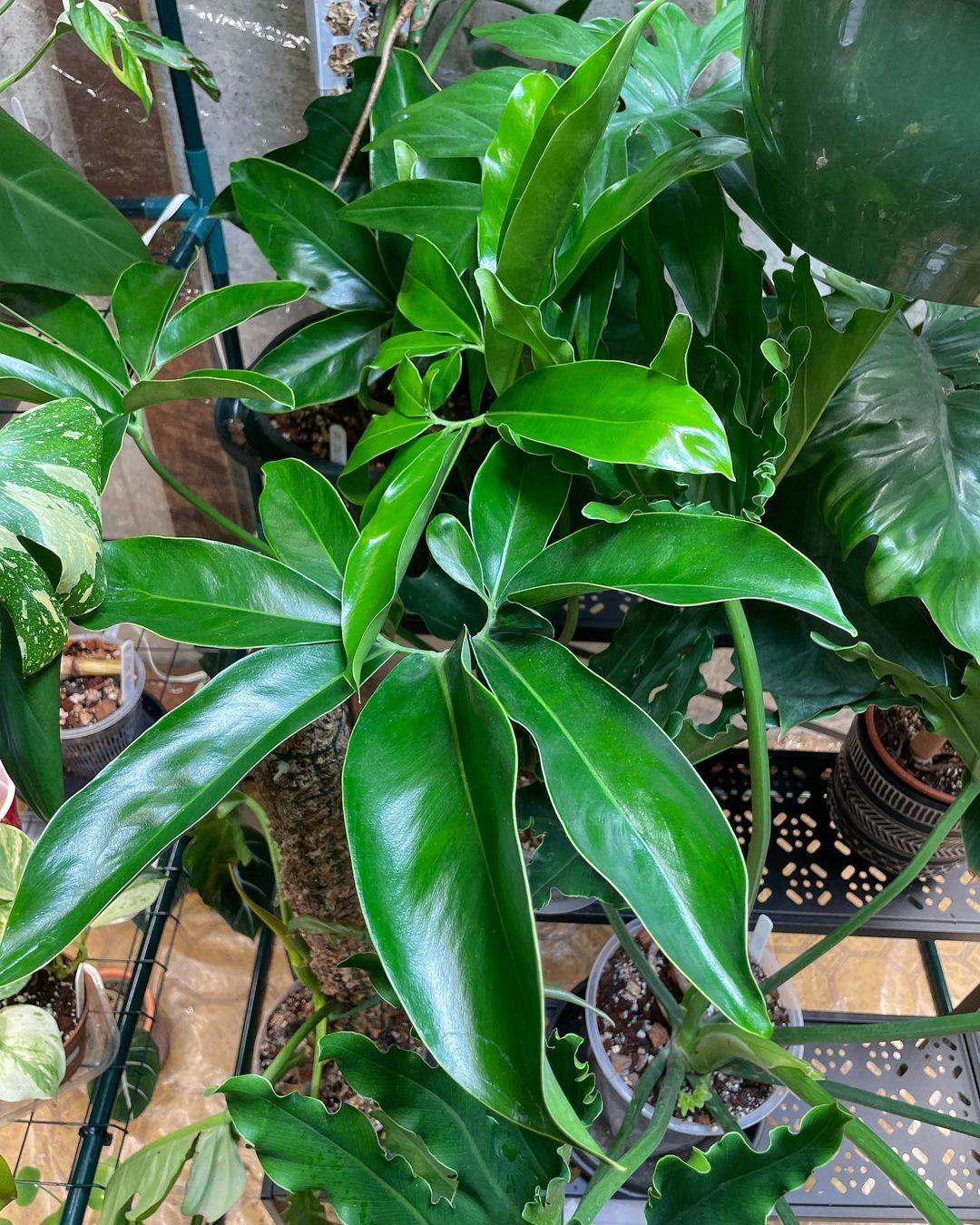 RedCrocus Finger Leaf Philodendron- Large Lobed Tropical Indoor Plant, Pet Toxic, High Humidity, Easy Care, Ideal for Gardens & Decor 14" Pot