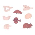 thumbnail image 3 of Body Anatomy Model, Professional Small Human Organ Model Multipurpose Visually Demonstration  For School Teaching For Students For Physical Health Instruction, 3 of 8