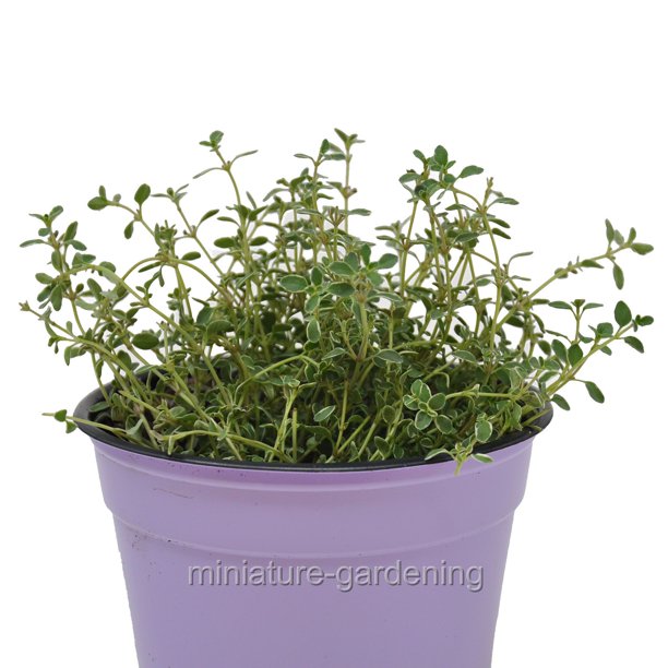 Thymus vulgaris Argenteus, Silver, Herb Thyme