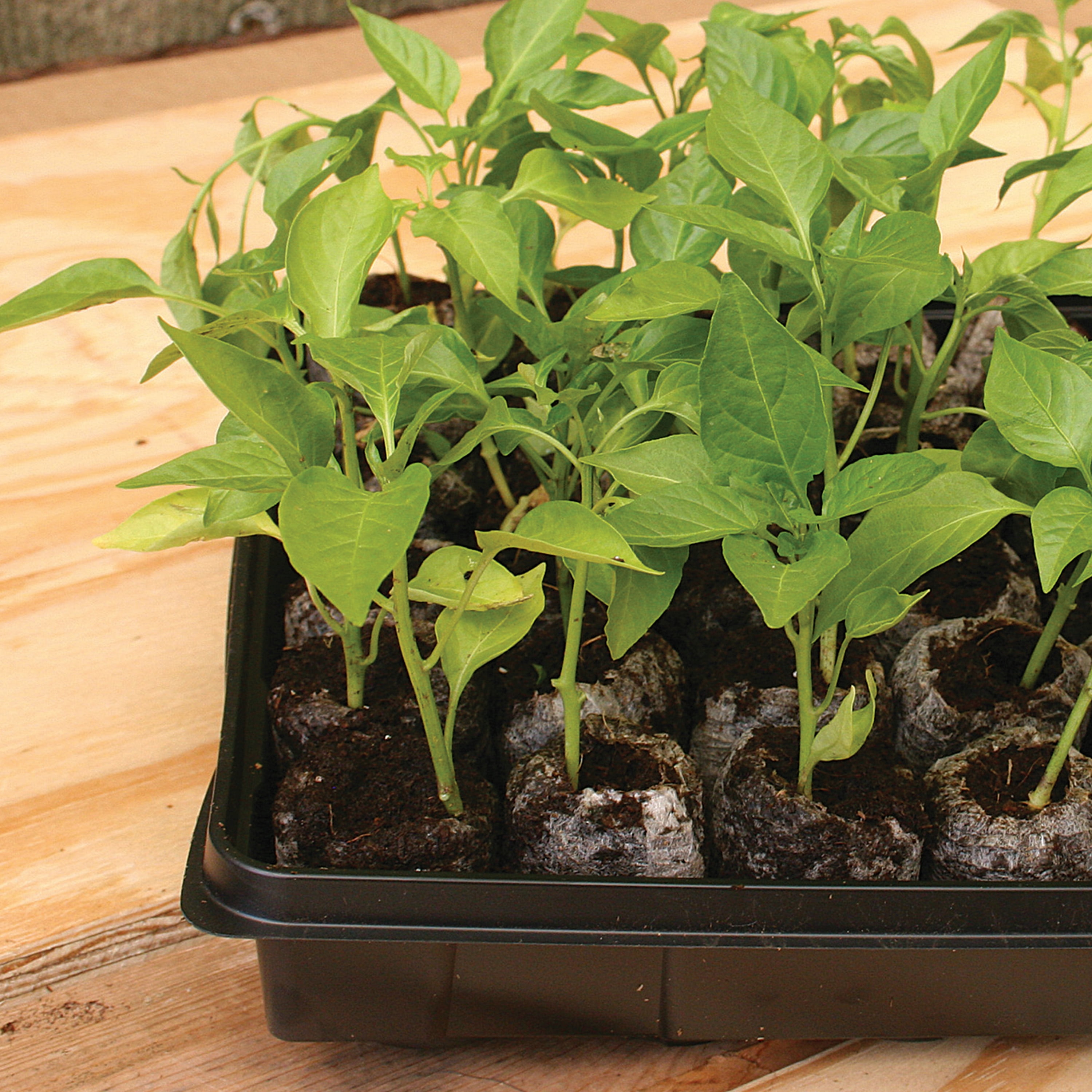 Jiffy 36 Celled Resuable Tomato Seed Starter Greenhouse Kit with 50mm Peat Pellets