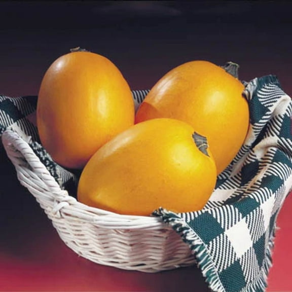 Squash Seeds - Treated Small Wonder Variety Squash Seeds - Non-GMO - 25 Seeds